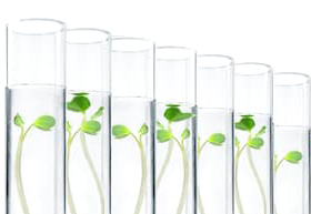 seedlings in test tubes